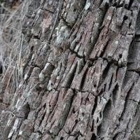 Forest Oak